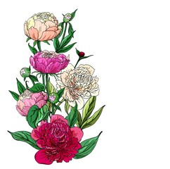 peonies. plant growing and gardening. illustration on white