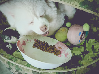 Little dog eating dinner