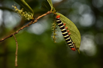 Colorful butterfly worm on a green leaf with bubble blur background