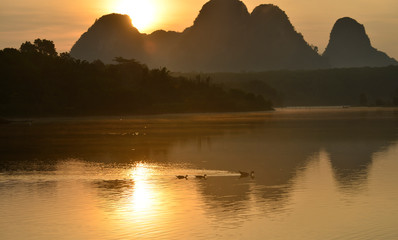 Swan family is swimming on a gold lake with foggy mountain in background