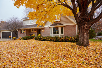 Fall leaves carpeting the front yard of my house during autumn in Minnesota, USA