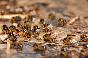 An ant herd is marching  on a ground