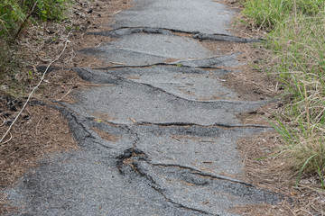 close up on cracked asphalt road destroying by tree roots