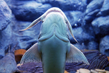 Bottom side of Bagarius, AKA Devil Catfish, holding by sucking the glass of aquarium