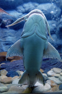 Bottom side of Bagarius, AKA Devil Catfish, holding by sucking the glass of aquarium