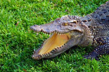 Head of alive crocodile opening mouth on fresh green grass
