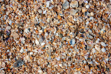 Broken seashells and sand on the beach of the Black Sea on a sunny day. View from above.