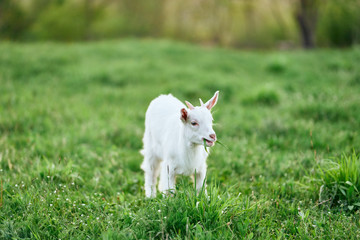 goat on green grass