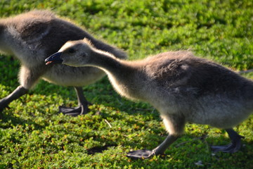 Canadian Goslings