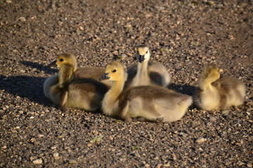 Canadian Goslings