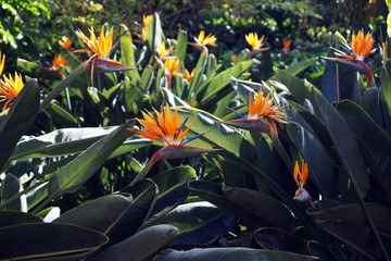 Beautiful bird of paradise flowers with lush green leaves growing on flowerbed on sunny spring day in tropical garden