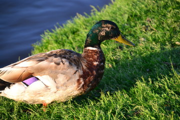 Male Mallard
