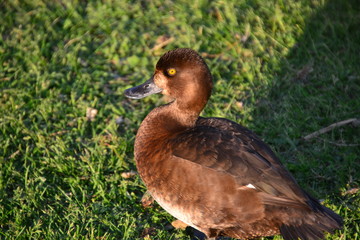 Female Greater Scaup