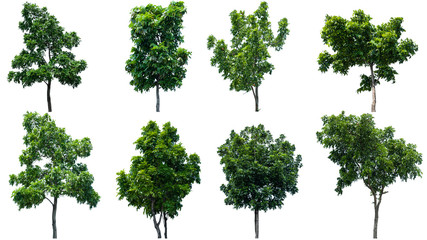 Blurred for Background.Trees isolated on the white background. Photo with clipping path.