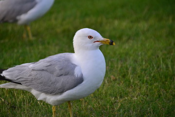 Ring Billed Gull