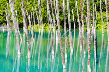 Fototapeta na wymiar 北海道の青い池