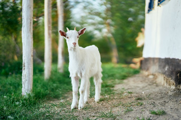 Obraz premium goat on green grass