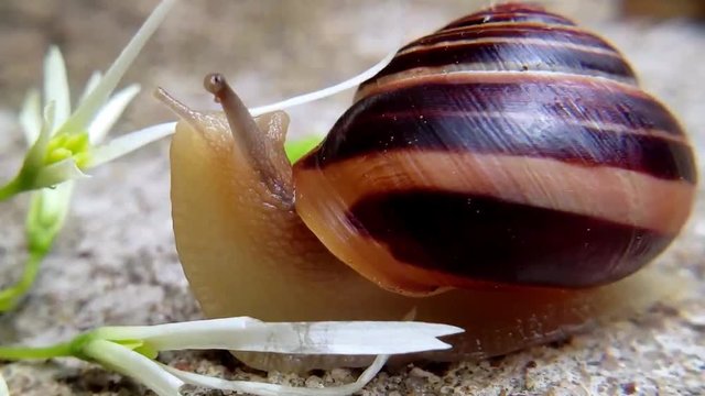 Slow motion extreme macro close up of snail releasing its eye sockets