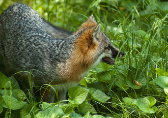 Red Fox