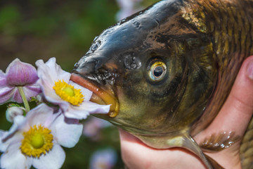 river fish carp close head, eyes, mouth