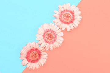 Three gerberas on blue and coral combination background.