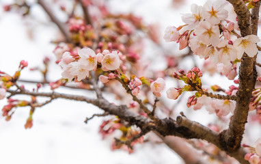 Spring time