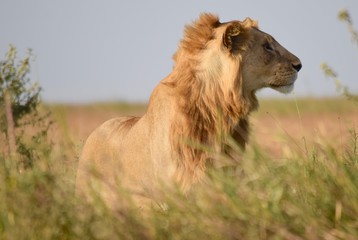 Young male lion 3