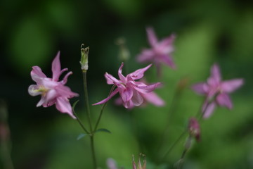 Fototapeta premium Blühende Akelei (Aquilegia)