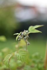 Himbeere (Rubus idaeus) - Blütenknospen
