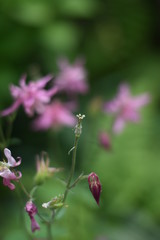 Verblühte und blühende Akelei (Aquilegia)