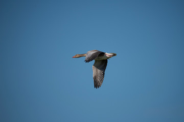 Greylag goose flying in the evening sunlight in the bird protection area Hjälstaviken close to Stockholm