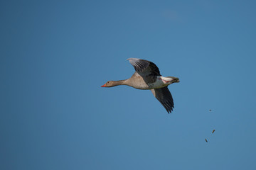 Obraz premium Greylag goose flying in the evening sunlight in the bird protection area Hjälstaviken close to Stockholm