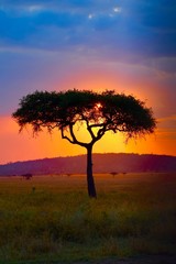 Fototapeta na wymiar Acacia Tree Sunset