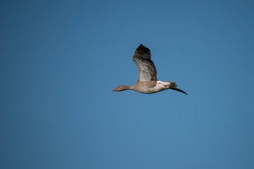 Greylag goose flying in the evening sunlight in the bird protection area Hjälstaviken close to Stockholm