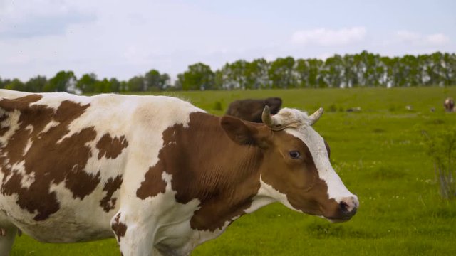 Intrigued cow, funny moment in mountain 4K