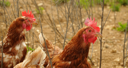 brown free range chicken on a farmyard