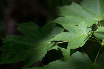 leaves close-up on a dark forest background, selective focus