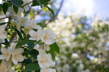 shaded Apple blossoms against a bright blue sky