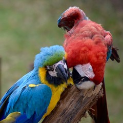 Macaw Kiss