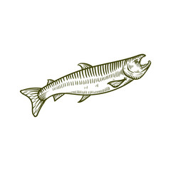 salmon fish hand drawn illustration