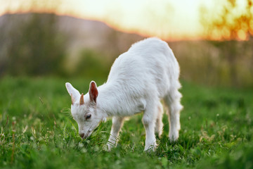 Naklejka na ściany i meble goat on a meadow
