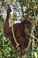 Naklejka premium Closeup with Borneo Orangutan in Sandakan Rehabilitation Center, Sepilok. Sandakan, Sabah. Malaysia, Borneo. 