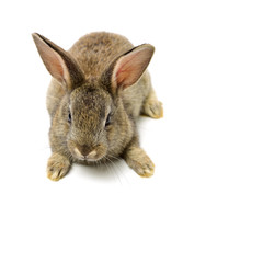 rabbit on a white background 