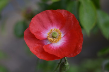 Obraz premium Czerwony kwiat maku