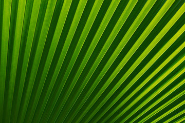 Abstract of green palm leaf for background