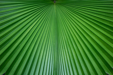 Fototapeta premium Abstract of green palm leaf for background