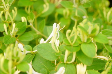 honeysuckle