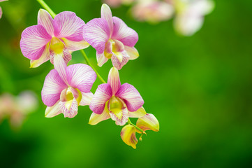 Obraz na płótnie Canvas Orchid flower in garden.
