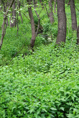 Small river flowing in overgrown forest.