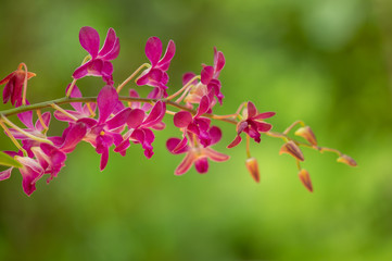 Orchid flower in garden.